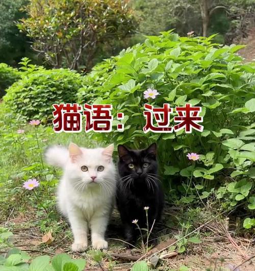 让小猫过来的绝招（如何吸引小猫靠近你）