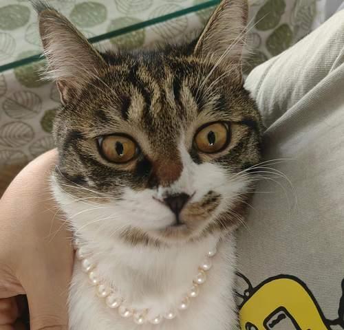让小猫过来的绝招(如何吸引小猫靠近你) 让小猫过来的绝招(如何吸引小猫靠近你)