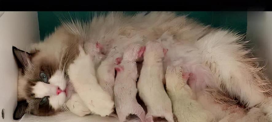 让小猫过来的绝招(如何吸引小猫靠近你) 让小猫过来的绝招(如何吸引小猫靠近你)