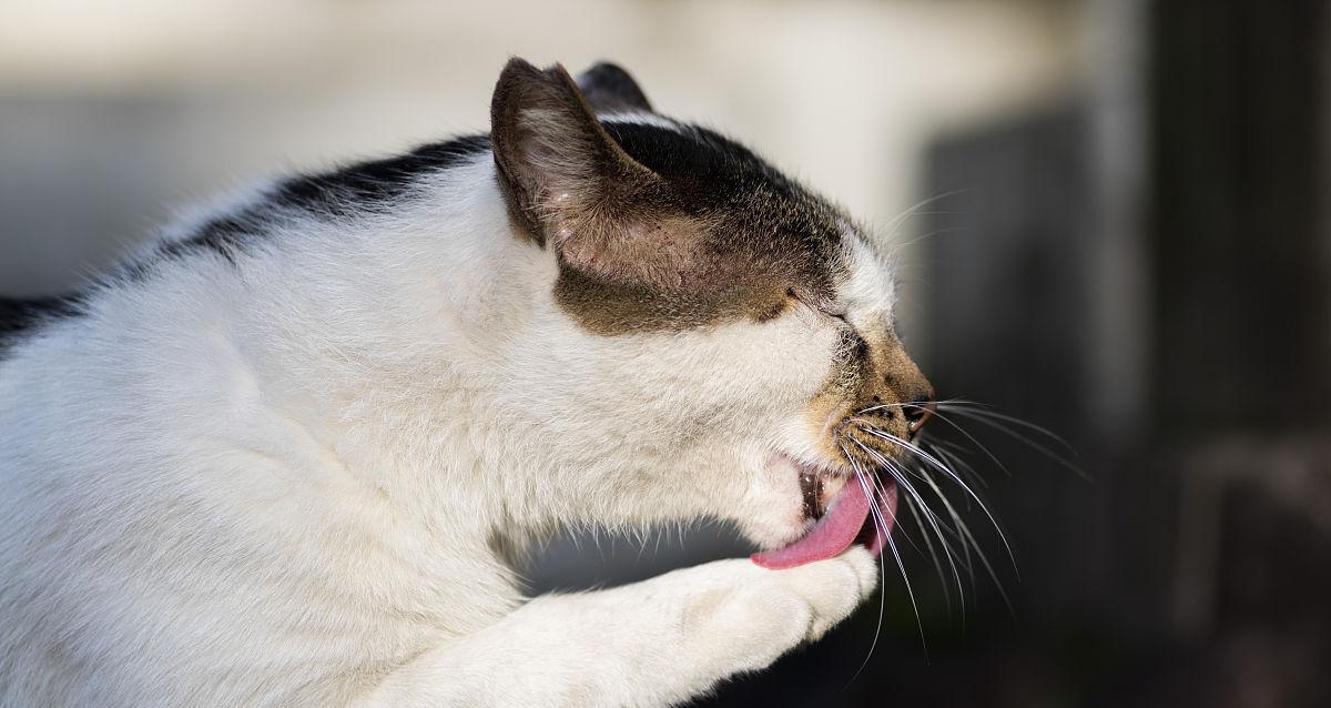 小猫餐后舔爪的神秘行为（探秘小猫舔爪的真正原因）