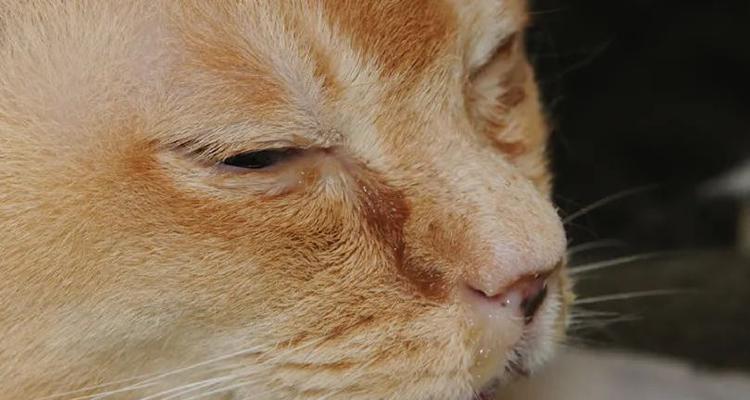 揭秘猫咪身上热鼻子干的原因（探寻宠物猫为什么鼻子总是有些热热的）