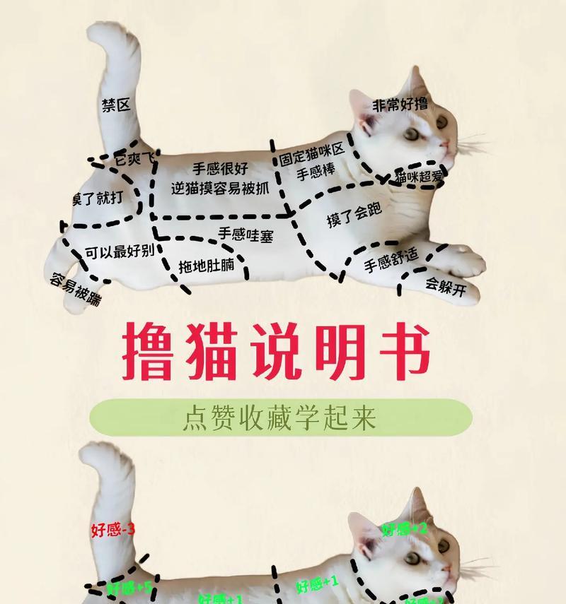 如何让宠物猫咪不恐惧主人（15个小技巧告诉你如何与猫咪建立亲密关系）