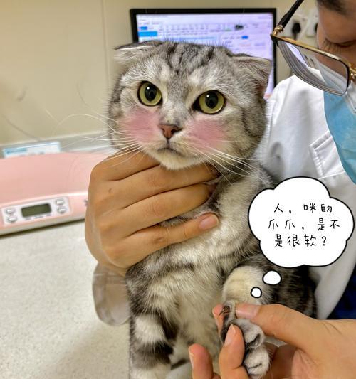 萌宠小猫的抓老鼠技能揭秘(如何分辨猫咪的抓抓功夫) 萌宠小猫的抓老鼠技能揭秘(如何分辨猫咪的抓抓功夫)