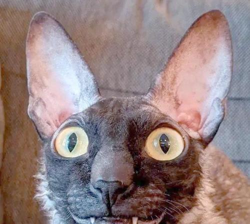 柯尼斯卷毛猫的掉毛问题（探究柯尼斯卷毛猫的掉毛原因及解决方法）