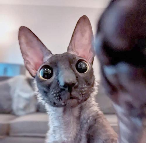 柯尼斯卷毛猫的掉毛问题(探究柯尼斯卷毛猫的掉毛原因及解决方法) 柯尼斯卷毛猫的掉毛问题(探究柯尼斯卷毛猫的掉毛原因及解决方法)
