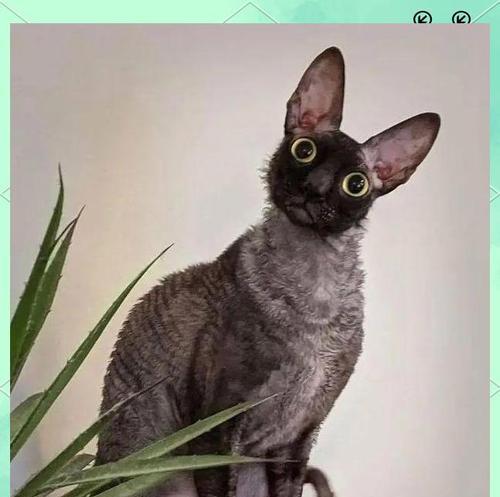 柯尼斯卷毛猫的掉毛问题(探究柯尼斯卷毛猫的掉毛原因及解决方法) 柯尼斯卷毛猫的掉毛问题(探究柯尼斯卷毛猫的掉毛原因及解决方法)