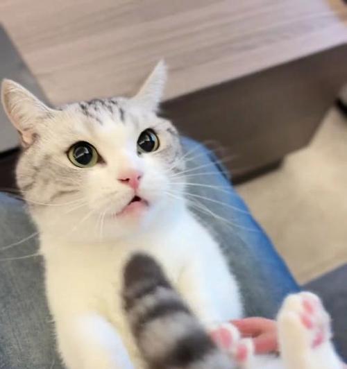 宠物猫两个月龄可以修剪指甲吗（照顾宠物猫的细节）