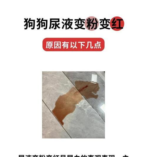 狗狗小便中带血丝，如何应对（预防、检查、治疗）