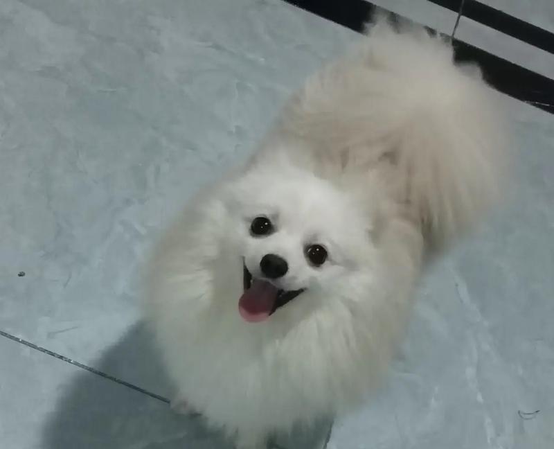 笨狗鱼与博美的奇妙交配之旅(探索混种宠物的奇妙世界) 笨狗鱼与博美的奇妙交配之旅(探索混种宠物的奇妙世界)