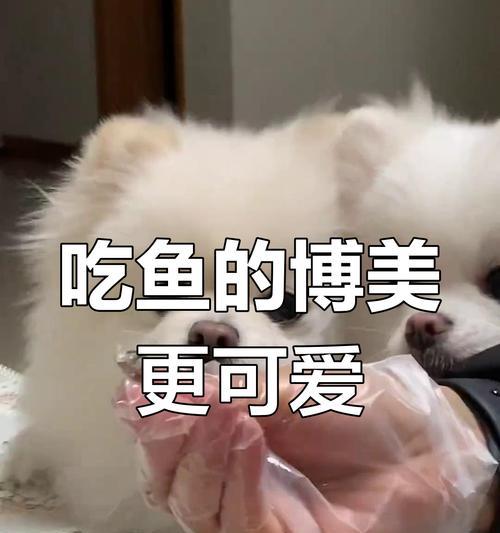 笨狗鱼与博美的奇妙交配之旅(探索混种宠物的奇妙世界) 笨狗鱼与博美的奇妙交配之旅(探索混种宠物的奇妙世界)