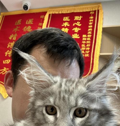 小猫不打育苗小猫不打疫苗的后果（宠物猫未接种疫苗和育苗会面临的健康风险）