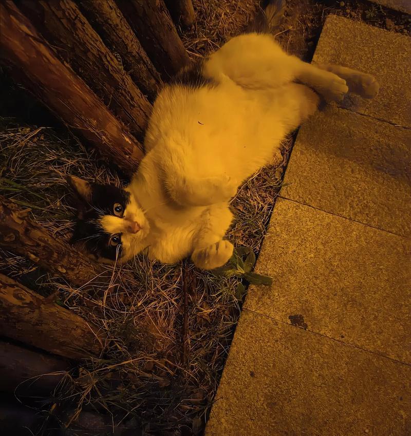 小猫不打育苗小猫不打疫苗的后果（宠物猫未接种疫苗和育苗会面临的健康风险）