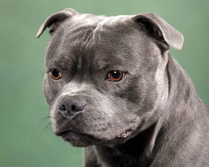 解密美国斯塔福梗（以美国斯塔福犬为主题的宠物文化解析）