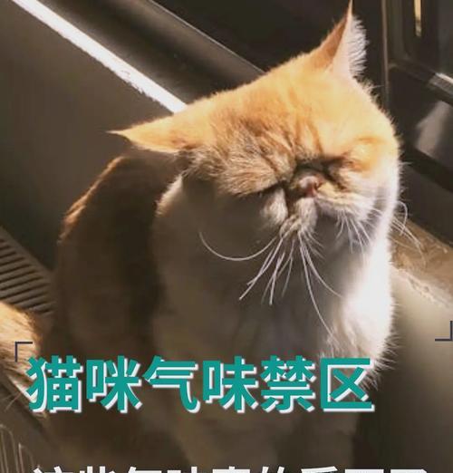 小猫身上异味该如何解决（宠物照顾技巧分享）