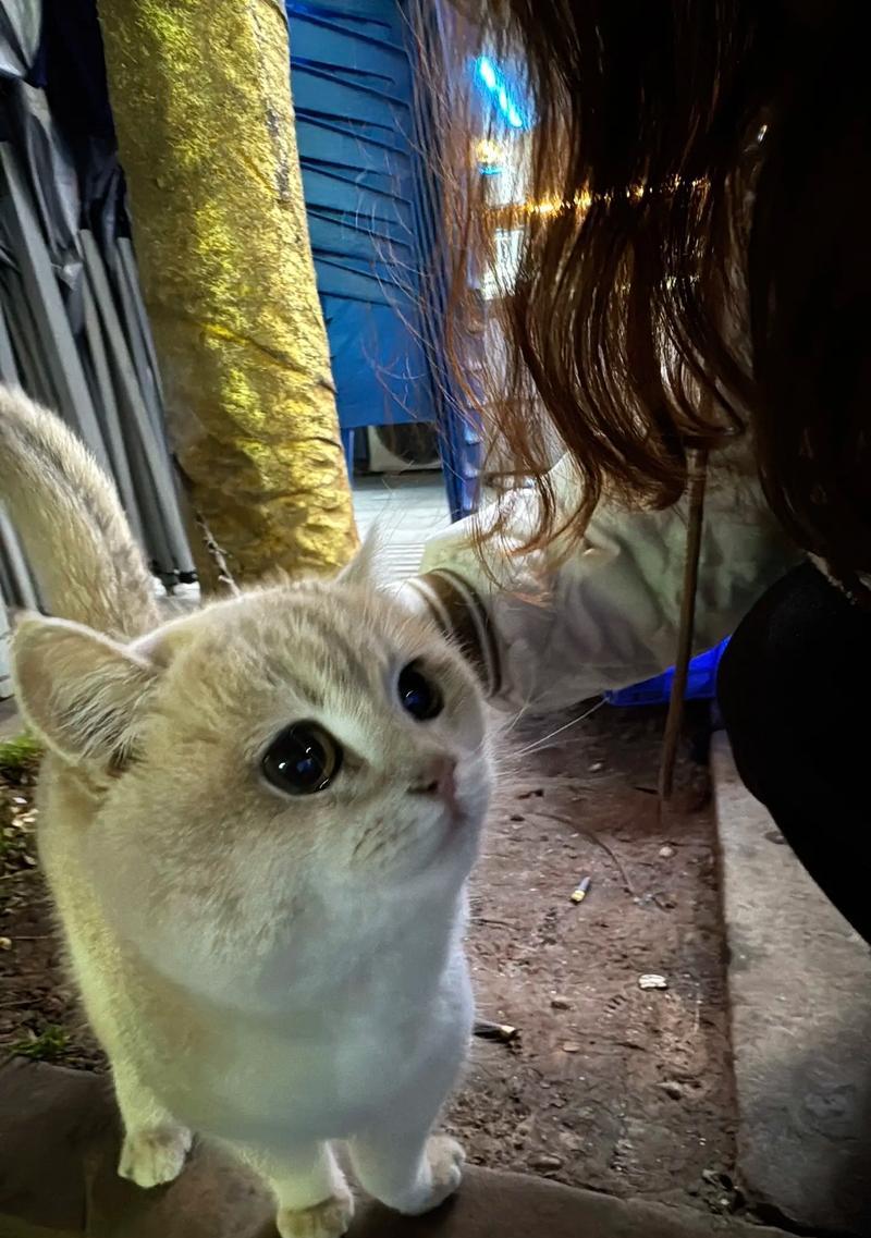 小猫身上异味该如何解决(宠物照顾技巧分享) 小猫身上异味该如何解决(宠物照顾技巧分享)