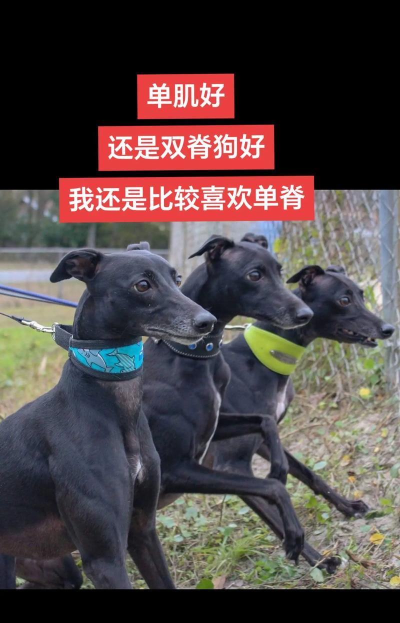 迷人胖子——灵宠小狗胖(探秘胖子的魅力与宠物之美) 迷人胖子——灵宠小狗胖(探秘胖子的魅力与宠物之美)