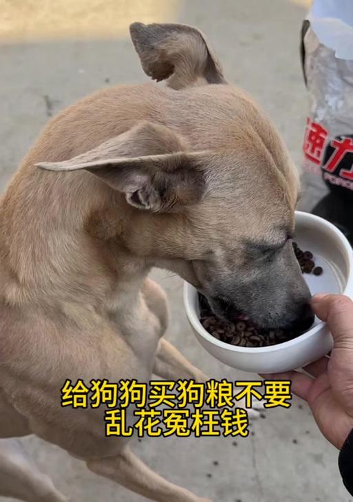 迷人胖子——灵宠小狗胖(探秘胖子的魅力与宠物之美) 迷人胖子——灵宠小狗胖(探秘胖子的魅力与宠物之美)