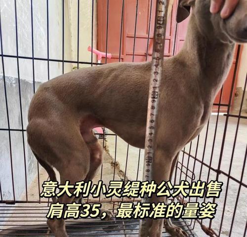 迷人胖子——灵宠小狗胖(探秘胖子的魅力与宠物之美) 迷人胖子——灵宠小狗胖(探秘胖子的魅力与宠物之美)