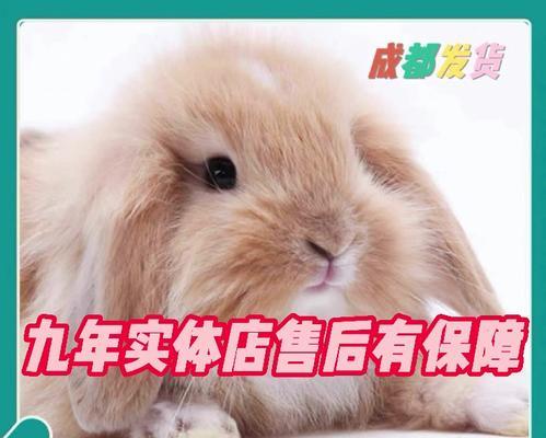 如何辨别荷兰侏儒兔——一篇详细的指南