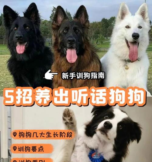 如何有效地训练宠物狗（注意事项和技巧）