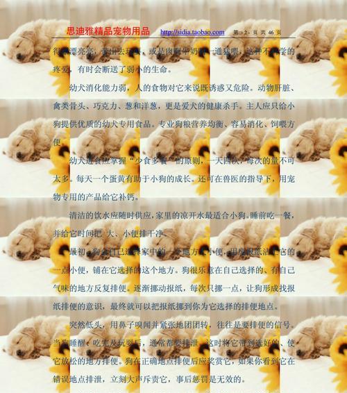 如何有效地训练宠物狗(注意事项和技巧) 如何有效地训练宠物狗(注意事项和技巧)