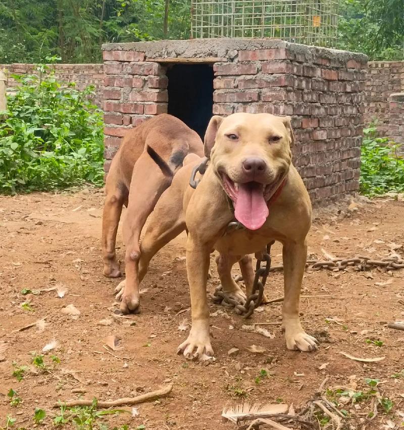 纯种比特犬——优雅与力量的完美结合（追寻比特犬的完美外在特征）