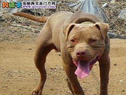 纯种比特犬——优雅与力量的完美结合(追寻比特犬的完美外在特征) 纯种比特犬——优雅与力量的完美结合(追寻比特犬的完美外在特征)