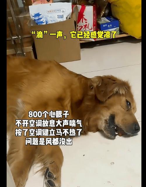 夏日热浪下，如何保护宠物狗的健康？