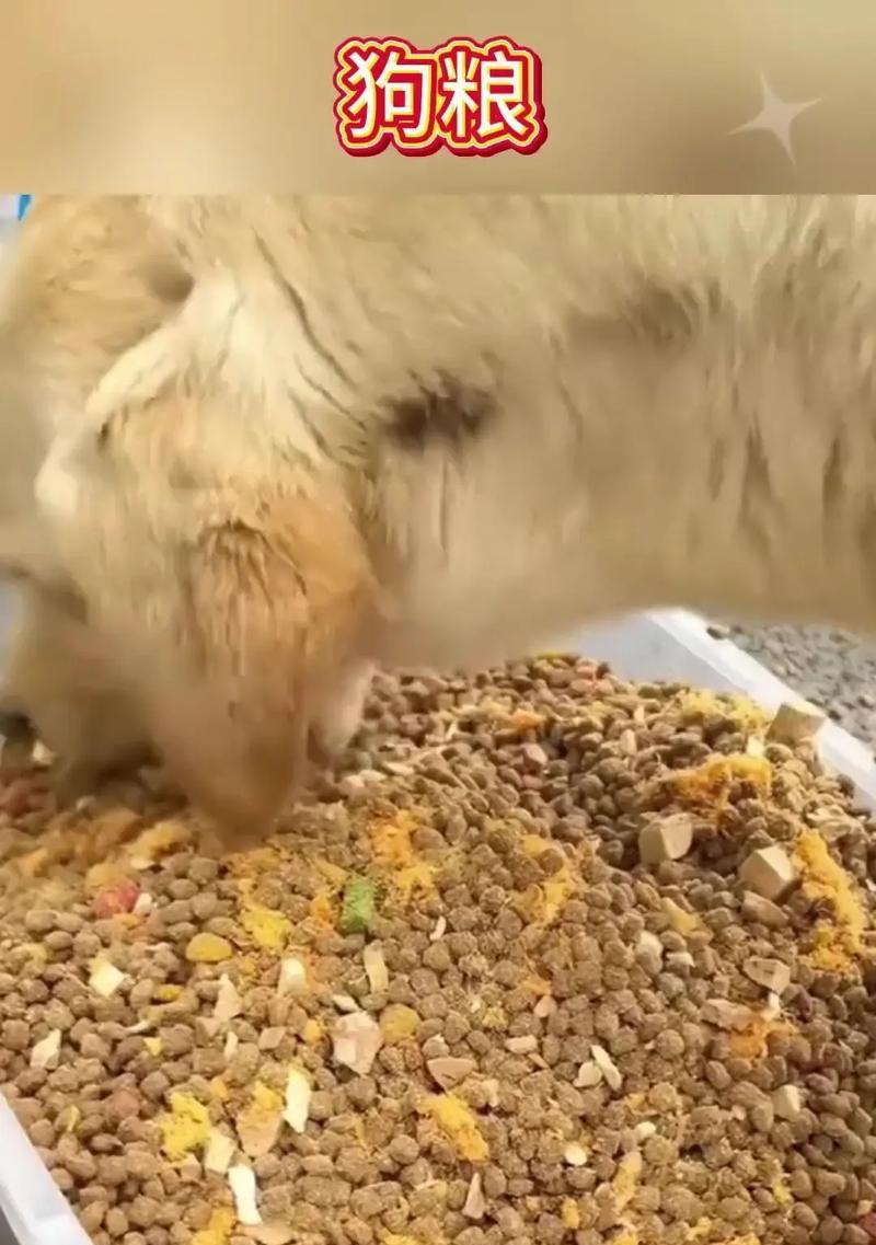 狗狗吐出完整狗粮的原因与解决方法（宠物健康保障与饲养知识）