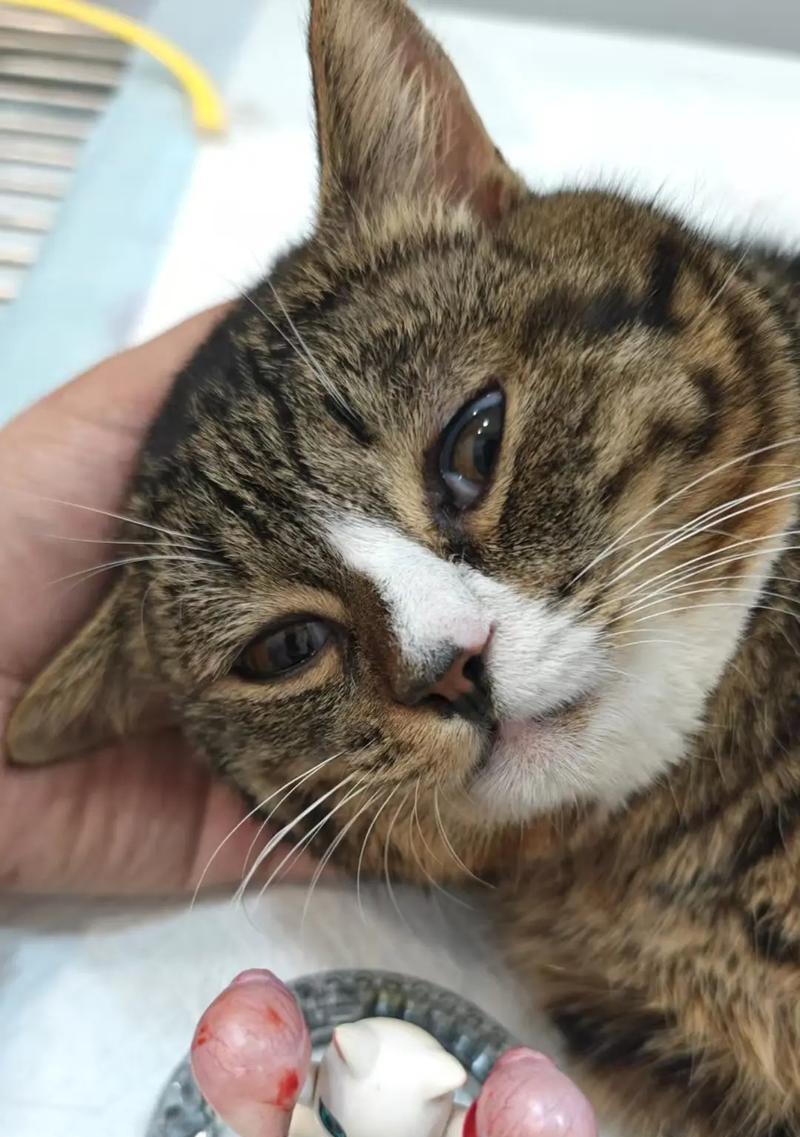 猫咪绝育的坏处（以宠物为主）