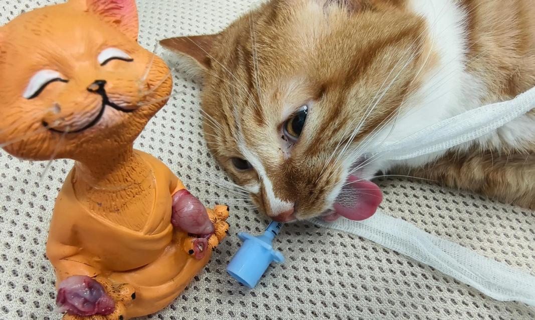 猫咪绝育的坏处(以宠物为主) 猫咪绝育的坏处(以宠物为主)