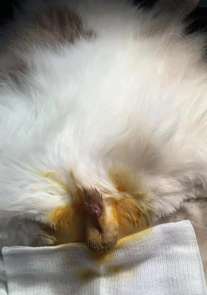 猫咪绝育的坏处(以宠物为主) 猫咪绝育的坏处(以宠物为主)