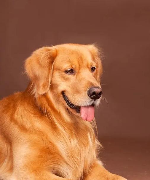 探究金毛犬的性格特征（以宠物为主的研究分析）