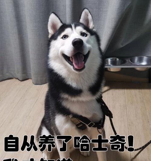 如何科学喂养小哈士奇(宠物的健康需要你的关注) 如何科学喂养小哈士奇(宠物的健康需要你的关注)