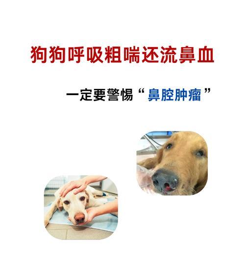 如何让宠物狗停止打喷嚏（缓解狗狗喷嚏的方法及注意事项）