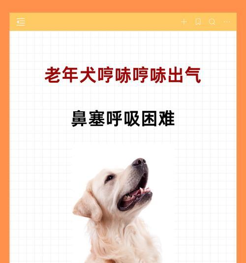 如何让宠物狗停止打喷嚏（缓解狗狗喷嚏的方法及注意事项）