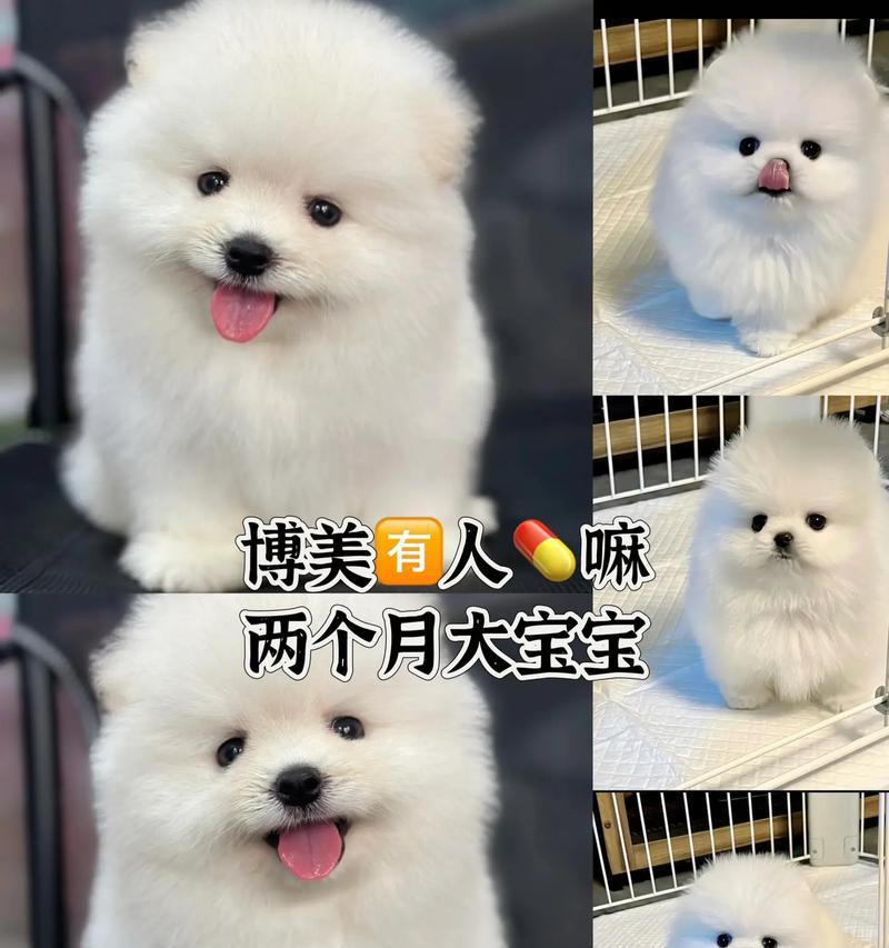 成年博美犬的完美喂养指南（宠物爱好者必看）