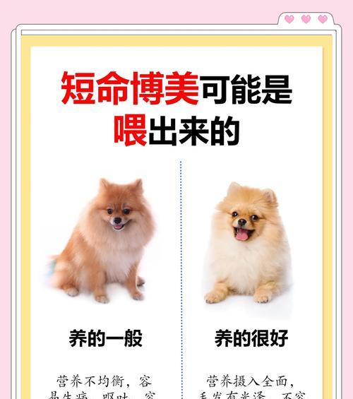 成年博美犬的完美喂养指南（宠物爱好者必看）
