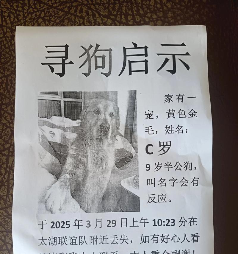 明星狗狗们的萌宠生活（探秘香港明星与爱犬的温馨故事）