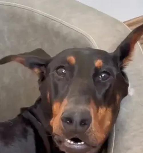 明星狗狗们的萌宠生活(探秘香港明星与爱犬的温馨故事) 明星狗狗们的萌宠生活(探秘香港明星与爱犬的温馨故事)