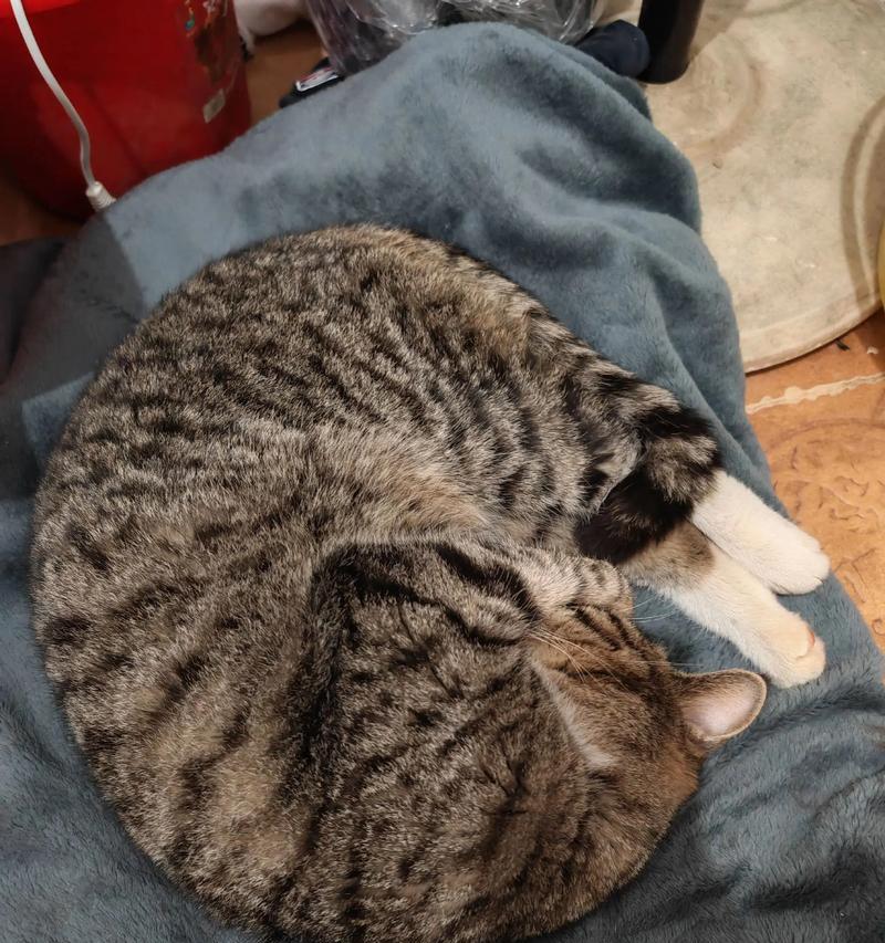 如何以捡流浪猫为主题写一篇完整的文章（捡流浪猫的必备知识和技巧）