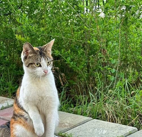 如何以捡流浪猫为主题写一篇完整的文章(捡流浪猫的必备知识和技巧) 如何以捡流浪猫为主题写一篇完整的文章(捡流浪猫的必备知识和技巧)