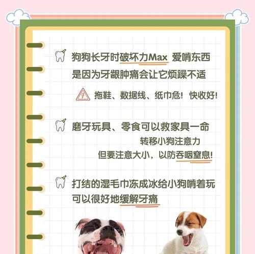 狗的牙齿更替时机与注意事项（让宠物顺利度过第一次换牙期）