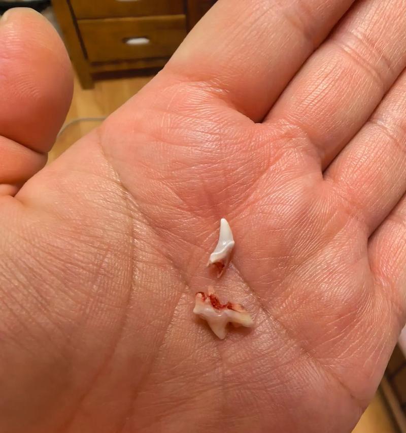 狗的牙齿更替时机与注意事项（让宠物顺利度过第一次换牙期）