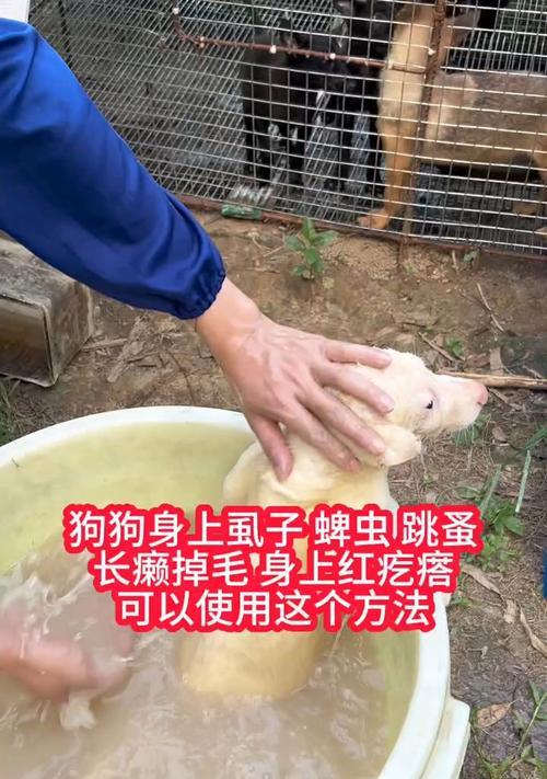 狗被蜱虫咬了会死吗？——揭开狗狗患上蜱病的真相