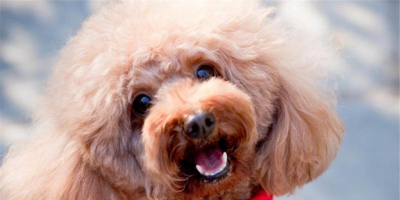 泰迪犬口臭怎么解决（宠物爱好者必知的口臭治疗方法）