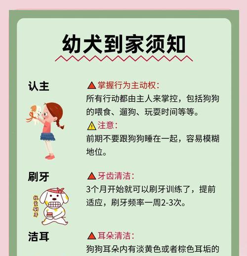 泰迪犬口臭怎么解决（宠物爱好者必知的口臭治疗方法）