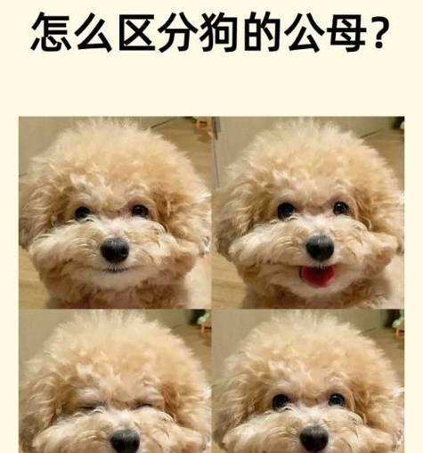 如何区分狗狗是公母（从外貌特征到行为表现）