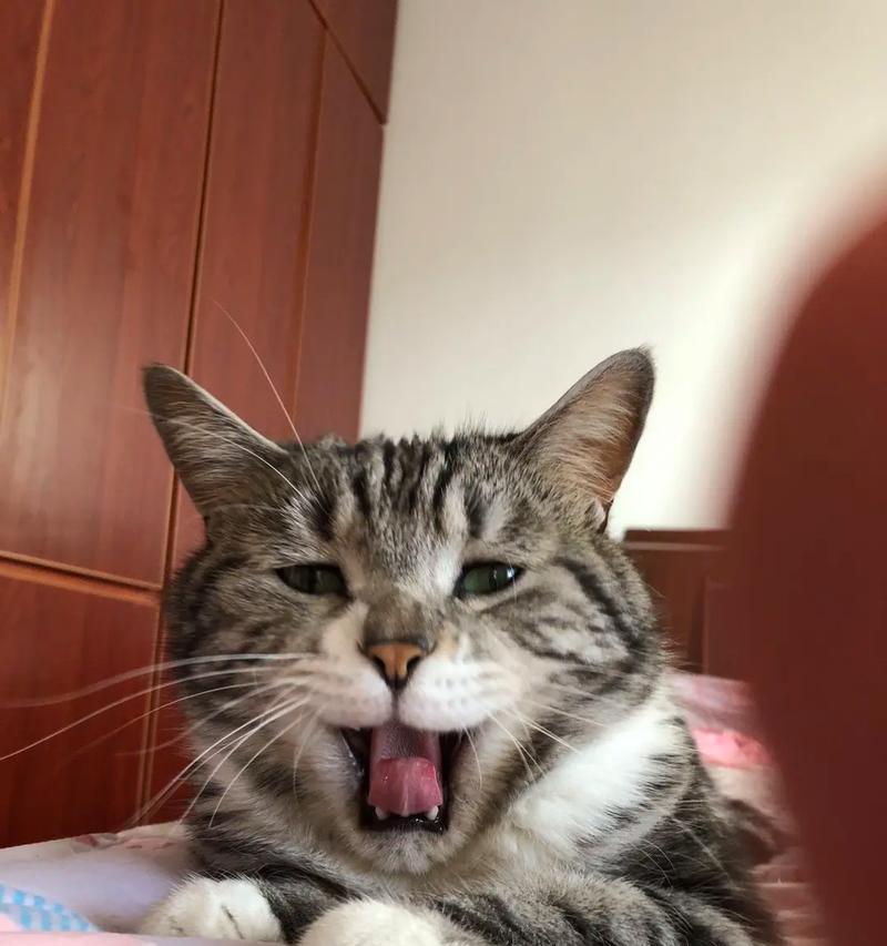 猫咪口中卡住物品怎么办（解决猫咪口中异物问题的方法）