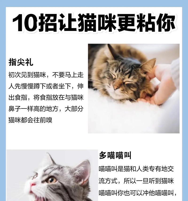 宠物猫咪的情感连结（探究猫咪是否具有情感认知能力及与主人之间的情感沟通）